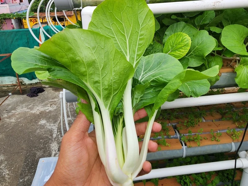 Fresh Hydroponic Pak Choi and Bok Choy Harvest