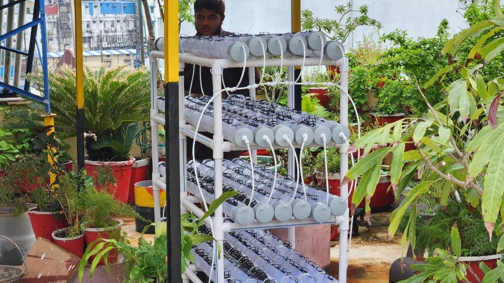 Freshly harvested hydroponic lettuce and leafy greens