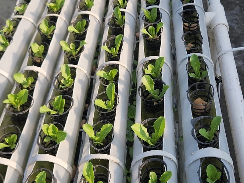 Hydroponic NFT Pipeline Rows & Young Crops